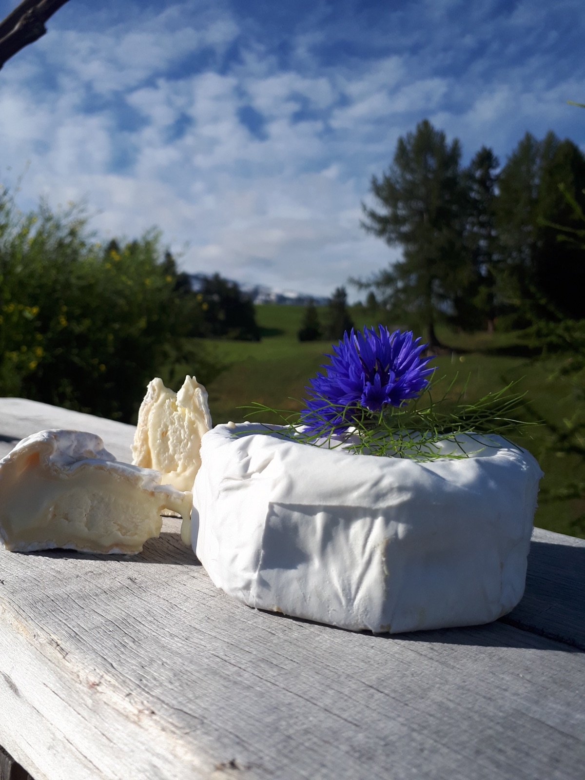 Selbstgemachter Camembert mit blauer Kornblume vor Alpenkulisse